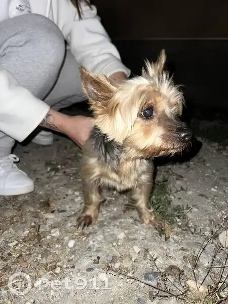 Chien trouvé Fille (ff511547) - photo