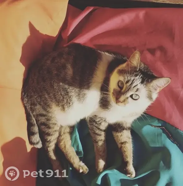 Chat disparu Garçon (fl511549) - photo