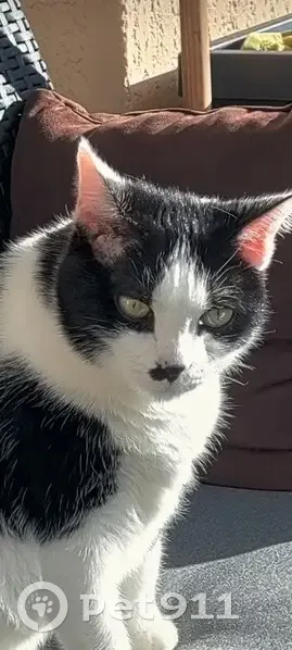 Chat disparu Fille (fl511551) - photo