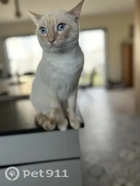 Chat disparu Garçon, Poitiers (fl511556) - photo