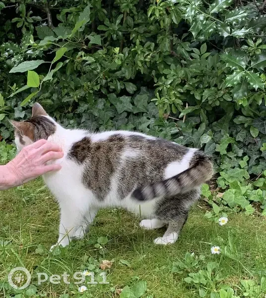 Chat trouvé, Lille (ff511564) - photo