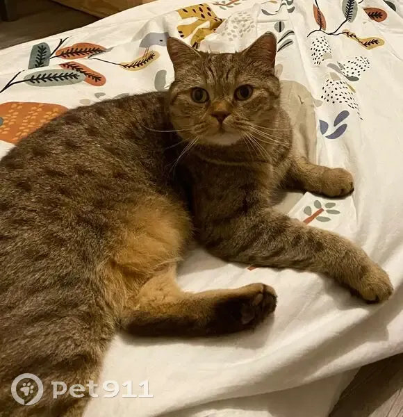 Chat British Marron Nitro Perdu - photo