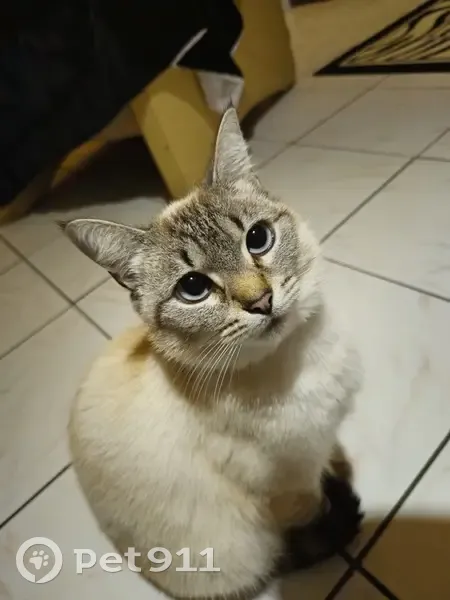 Chatte Tali siamoise perdue - photo