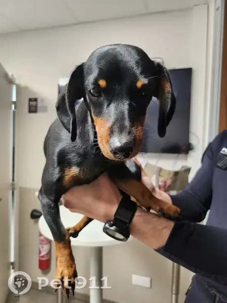 Chien trouvé à Aulnay pris en charge - photo