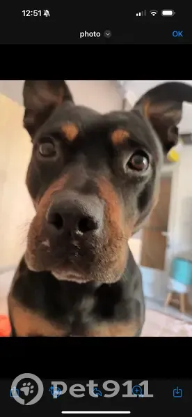 Louna, chienne perdue à Marseille - photo