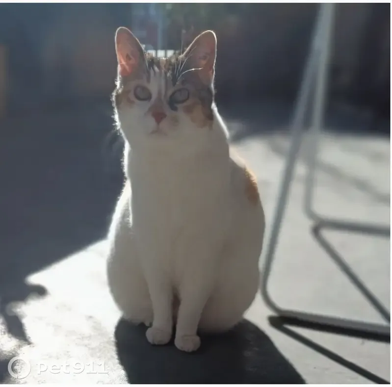 Chatte tatouée perdue à Gradignan - photo