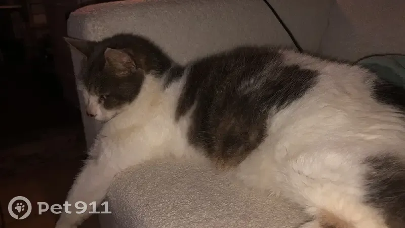 Chat castré trouvé aux Clérimois - photo