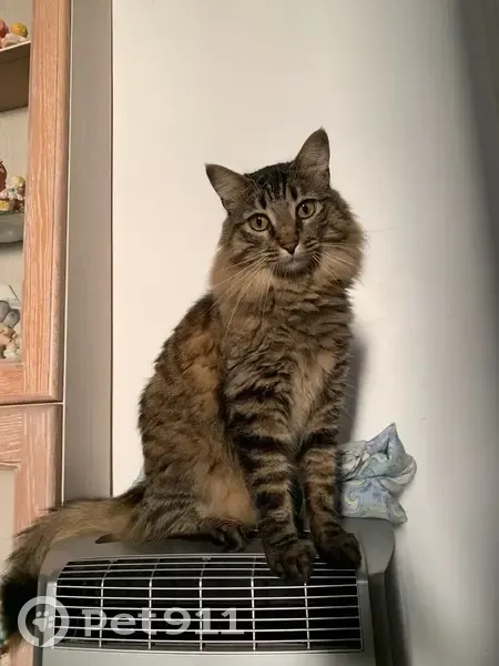 Chatte norvégienne perdue à Nice - photo