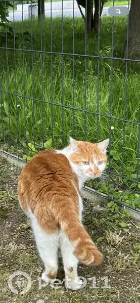 Chat roux-blanc perdu à Amiens - photo