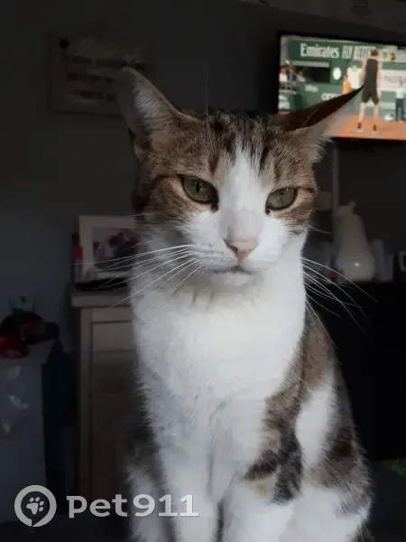 Chat gris-blanc perdu à Denain - photo