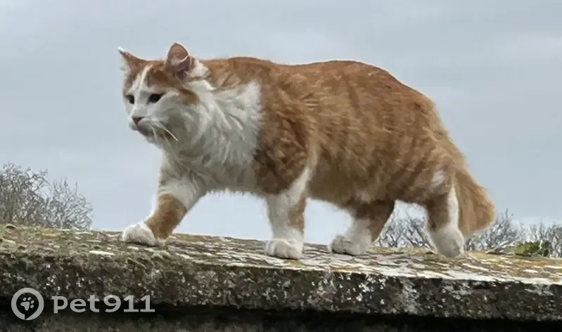 Chat blanc/roux perdu à Dreux - photo