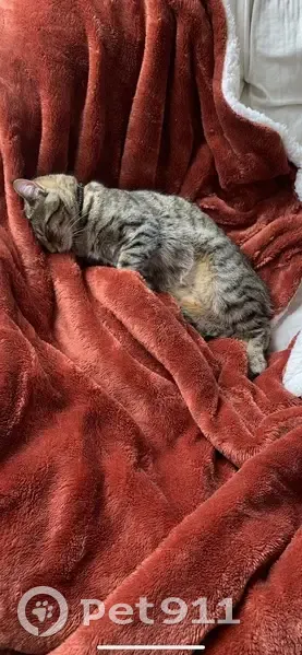 Chaton tigré disparu à Landerneau - photo