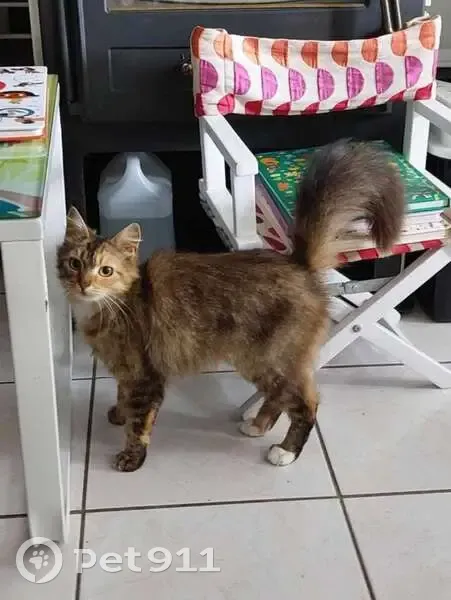 Utsie, chatte écaille perdue - photo