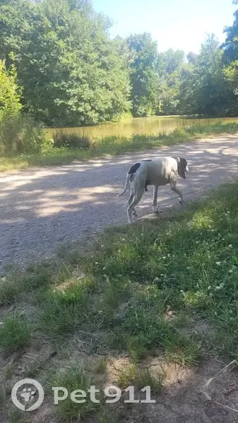 Chien errant à Tournefeuille - photo