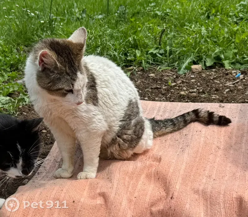 Chat blanc tigré sourd disparu - photo