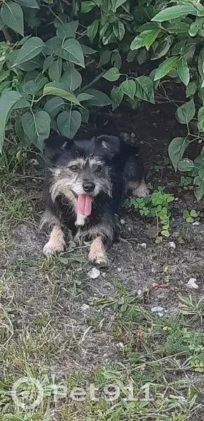 Chien noir et feu perdu à Pessac - photo