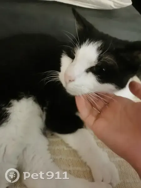 Chat noir et blanc perdu à Dieppe - photo