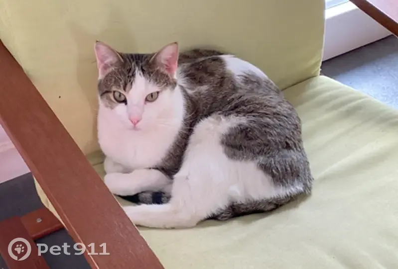Chat blanc-tigré disparu - Les Abrets - photo
