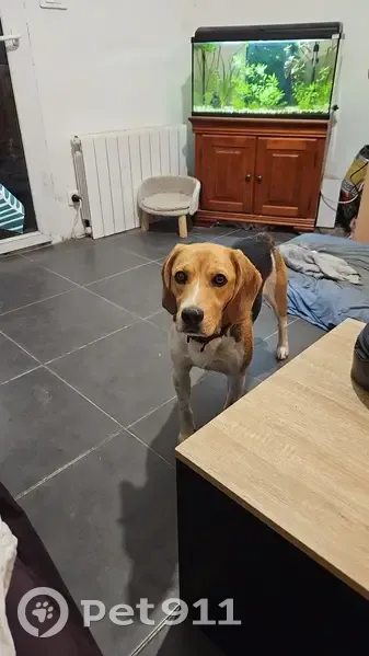 Chien Beagle Toby perdu - 06-85-39-98-36 - photo