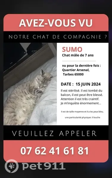 Chat louche blanc/gris perdu à Tarbes - photo