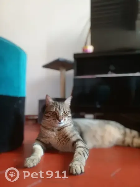 Chat Hadès disparu à Grasse - photo