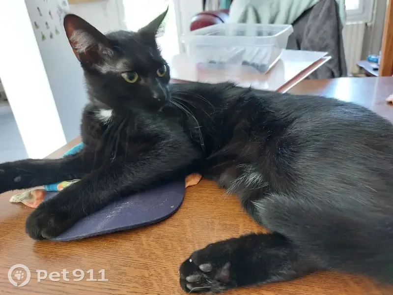 Chat noir disparu à Boëssé-le-Sec - photo