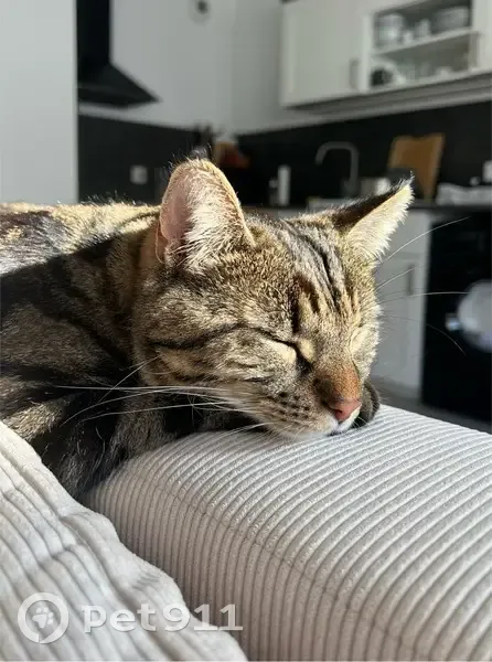 Chat peureux disparu à Rouen - photo