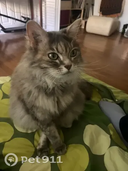 Chatte grise perdue à Grenoble - photo