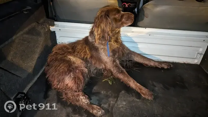 Chien épagneul percuté à Limercourt - photo