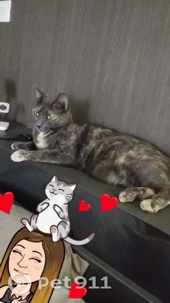 Oprah, chatte perdue à Pollionnay - photo