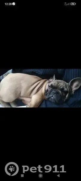 T'choupi, bouledogue fauve perdu - photo