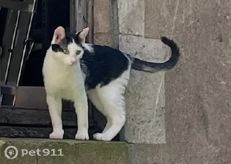 Chaton blanc/noir perdu à Orléans - photo