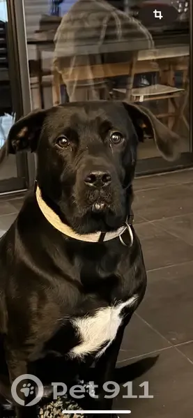 Chienne croisée disparue à Montastruc - photo