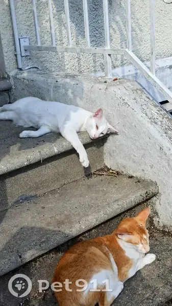 Chatte balinaise perdue à Villiers - photo