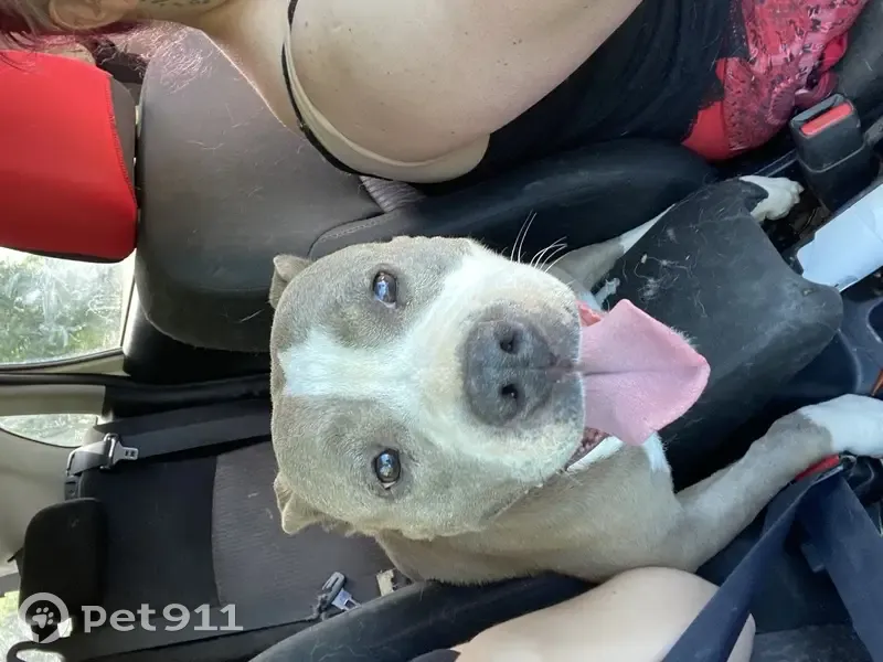 Chien Amstaff Gris/Blanc Perdu - photo