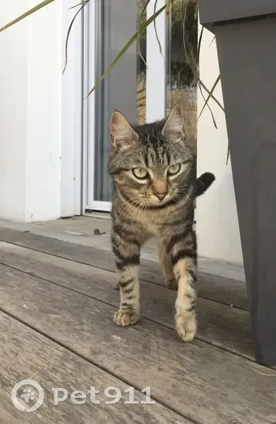 Chat tigré perdu à Nort-sur-Erdre - photo