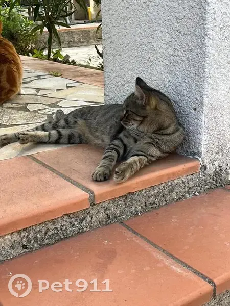 Chat craintif perdu à Grenade - photo