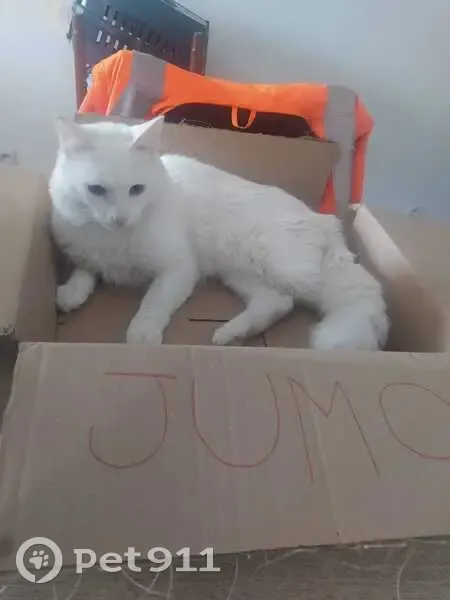 Chat Maine Coon blanc perdu - photo
