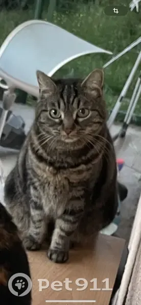 Aska, chat tigré gris, disparue - photo