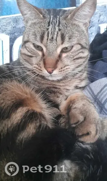 Chat tigré perdu à Montebourg - photo