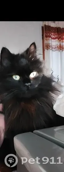 Chatte Strega perdue à Vence - photo
