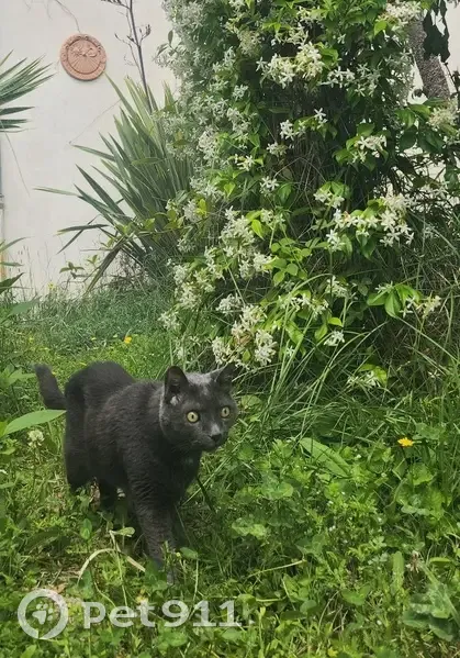 Chat senior gris perdu à Marseille - photo