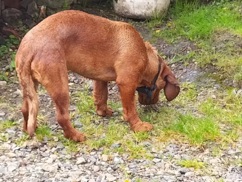 Chien marron sociable trouvé - photo