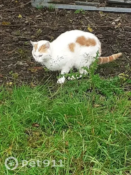 Chat tacheté trouvé près des bois - photo