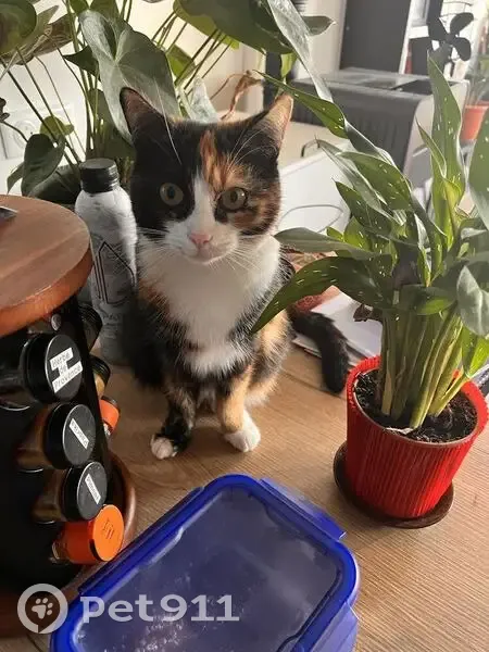 Chatte écaille disparue à Fareins - photo