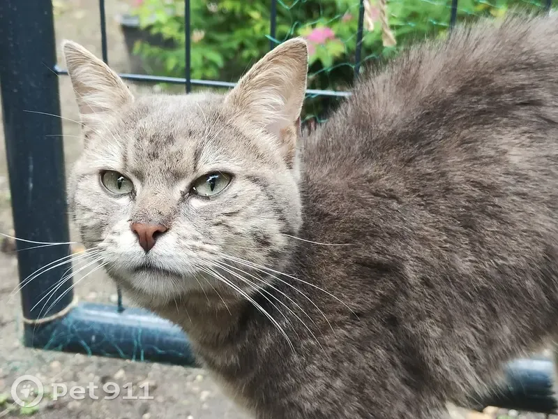 Chat gris maigre retrouvé à Meaux - photo