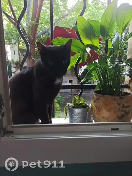 Chat noir à queue tordue trouvé - photo