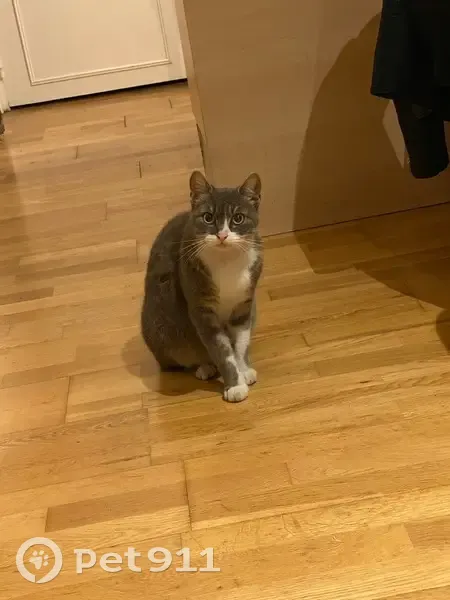 Chat Pilou disparu à Pierrefitte - photo