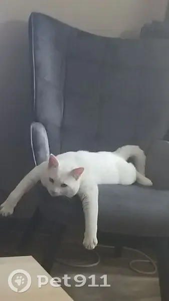 Chaton blanc perdu à Waziers - photo