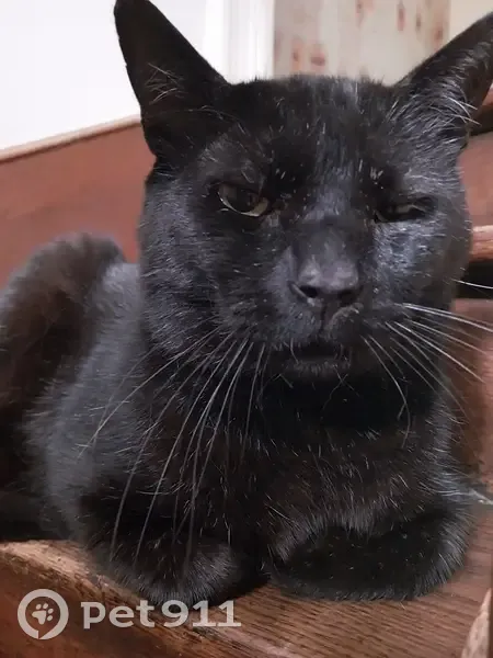 Chat noir perdu à Rouen - photo